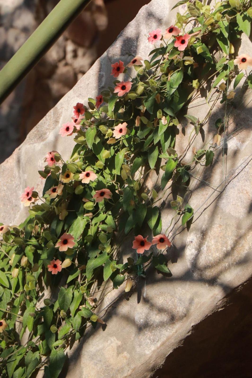 דירות קוסקו Casa De Aida מראה חיצוני תמונה